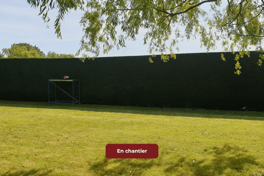 Taille de haie réalisée avec précision pour un jardin soigné et harmonieux.