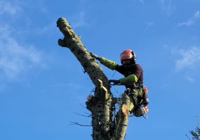 Élagage d'arbres réalisé par Oxa'Lys Paysage à Monts, entretien des arbres pour préserver leur santé et l'esthétique de votre jardin.