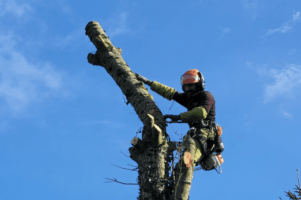 Élagage d'arbres pour favoriser leur croissance et maintenir leur santé : conseils et bonnes pratiques.